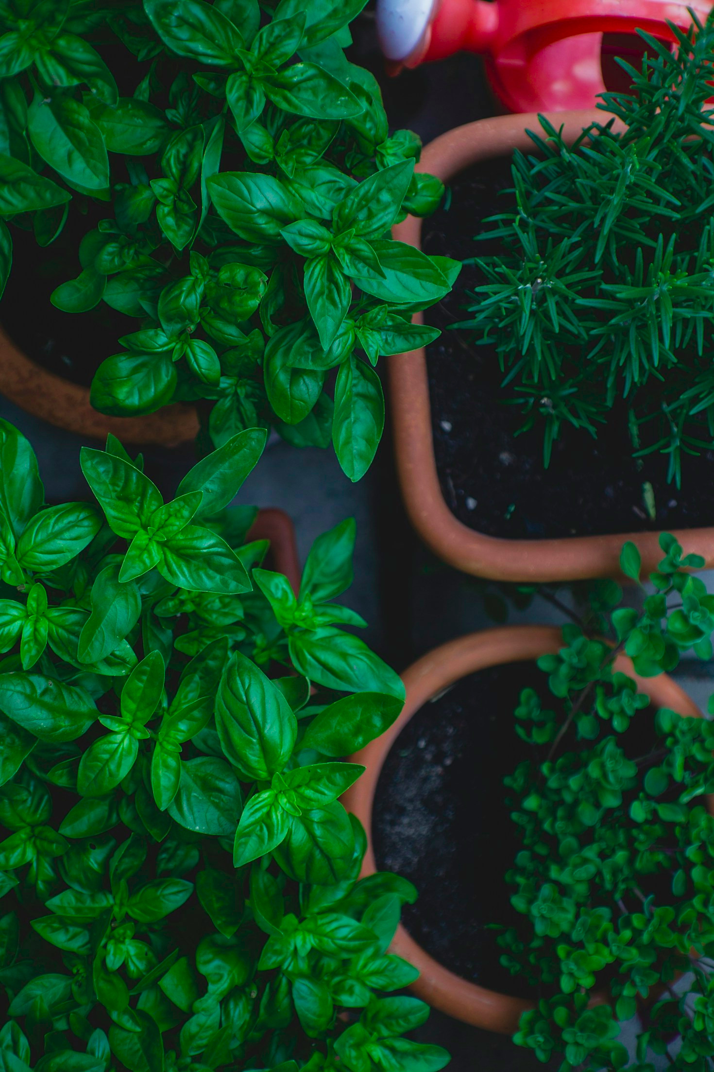 Beneficios de los productos herbales en tu salud